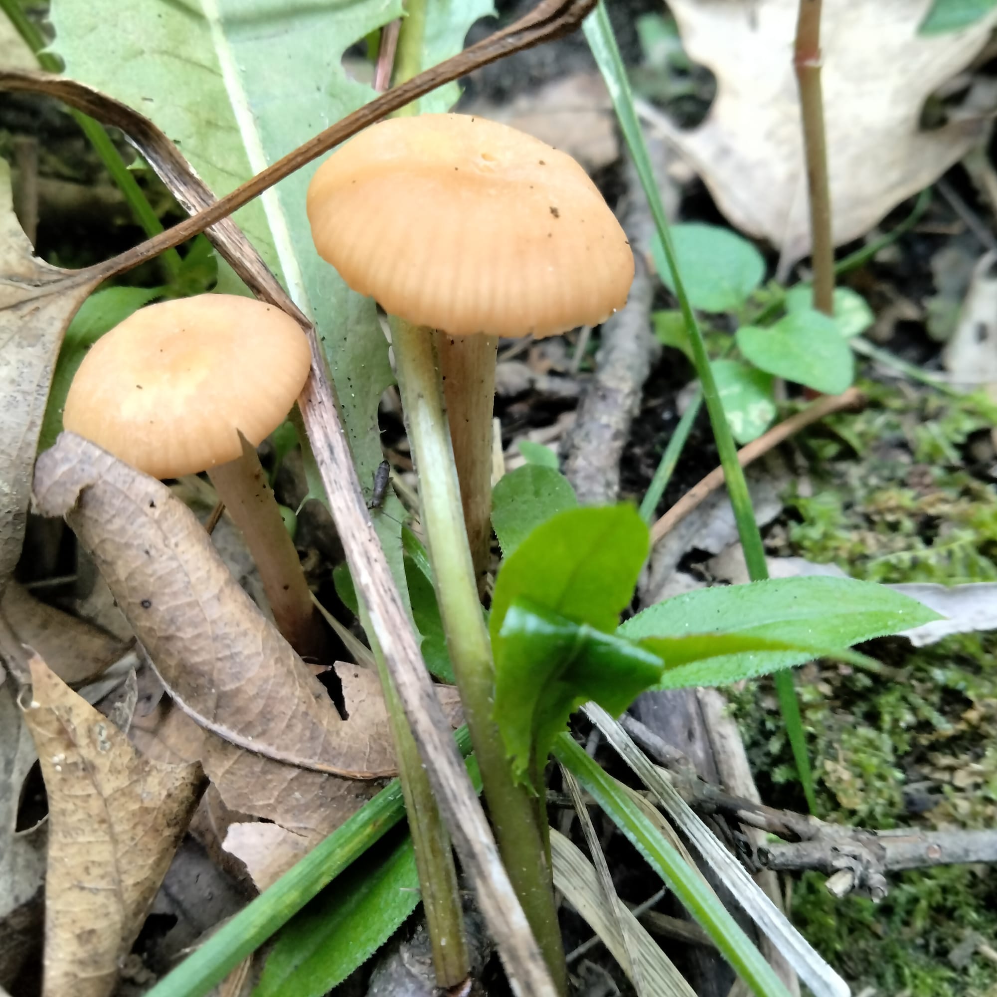 Brahms, Schubert and Mushrooms - Updates from Cacie