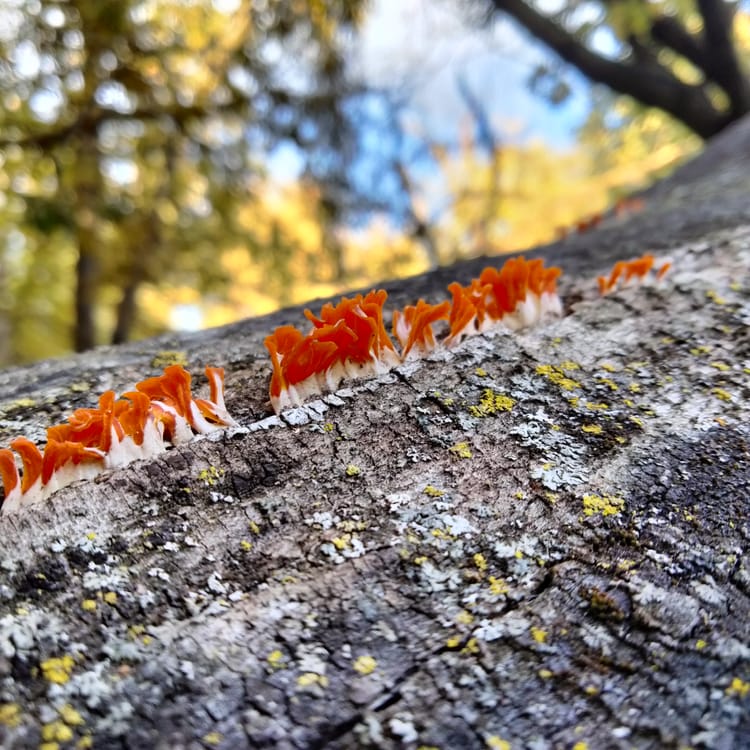 Cacie's Deep Fall Letter